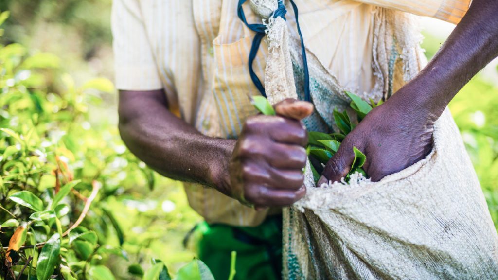 Top Tea producers in the world