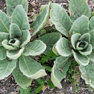 Mullein Leaf Herbal Tea Benefits