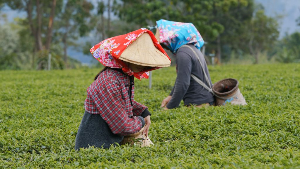 Top Tea producers in the world