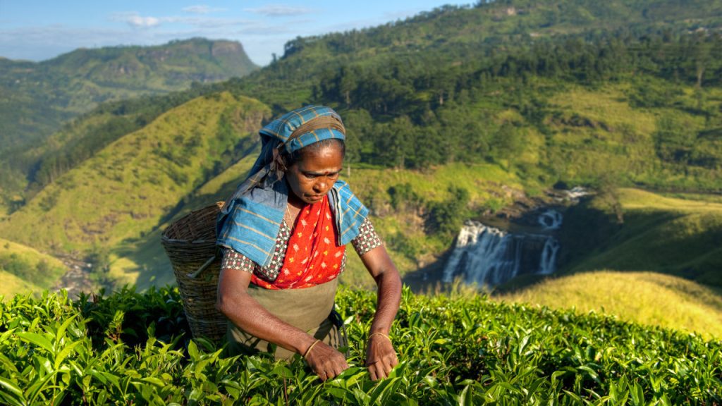 Top Tea producers in the world