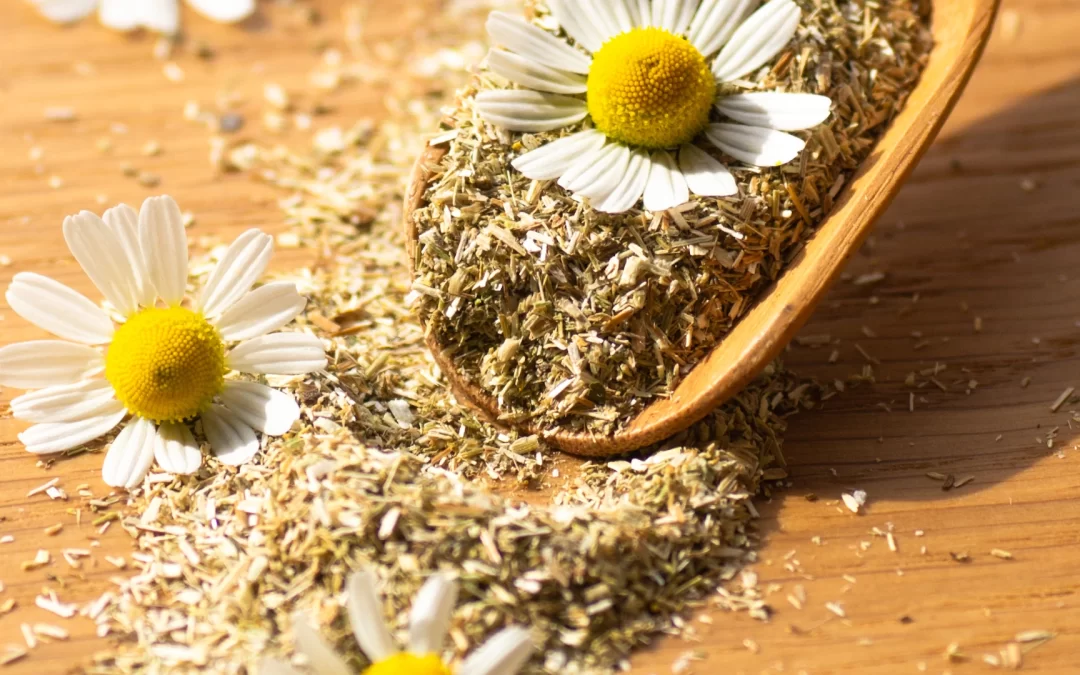 How Chamomile Tea Helps You Sleep